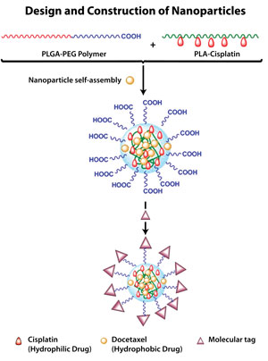 Para construir la nanopartícula, los investigadores mezclan el polímero PLGA-PEG con el polímero que contiene cisplatino (PLA-cisplatino). El docetaxel es después añadido a la mezcla. Mientras las nanopartículas se auto-ensamblan, el docetaxel es encapsulado en el interior. En el paso final, se añade una etiqueta molecular para permitir que la partícula se vaya al sitio de destino. (Figura adaptada de PNAS.2010;107(42):17939-44.)