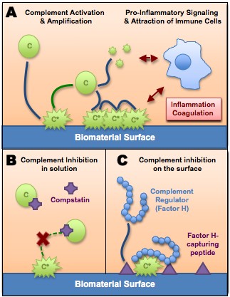 (A) Cuando la sangre contacta a un biomaterial, los componentes inactivos del complemento [C] se unen a su superficie y se convierten en una forma activa [C*]. El complemento activado atrae a las células inmunes, lo que lleva a inflamación y mayor riesgo de coagulación de la sangre. La activación del complemento provacada por un biomaterial y la coagulación subsecuente pueden ser controladas mediante el uso de inhibidores del complemento (B) o cubriendo la superficie del biomaterial con péptidos que atraen reguladores del complemento para evitar su activación a nivel local (C).
