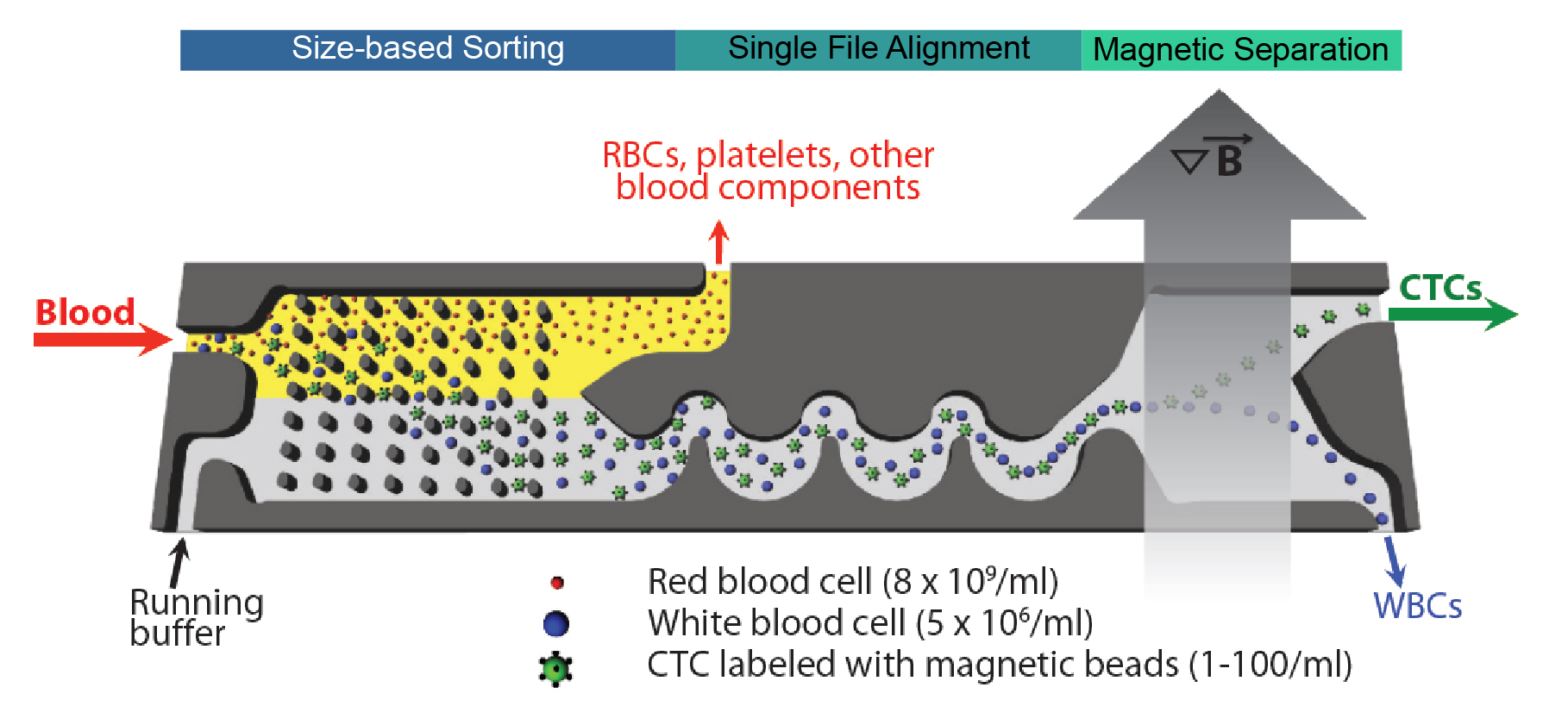 illustration of CTC-iChip interior