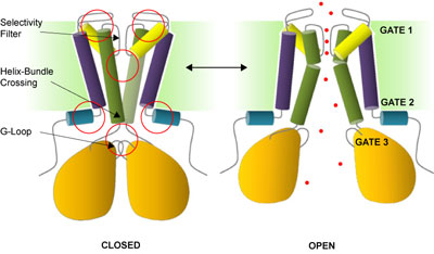 Datos de huellas peptídicas en los estados abiertos y cerrados sugieren que hay tres puertas que controlan el flujo de iones de potasio (mostrados aquí como puntos rojos) a través del canal. Las áreas del canal que cambian más entre los dos estados están marcadas en rojo. La banda sombreada en verde representa la membrana celular, con el interior de la célula mostrado debajo de la membrana. (Reimpreso de Gupta S, Bavro VN, D'Mello R, et al. Conformational changes during the gating of a potassium channel revealed by structural mass spectrometry. Structure. 2010 Jul 14;18(7):839-46, con permiso de Elsevier).
