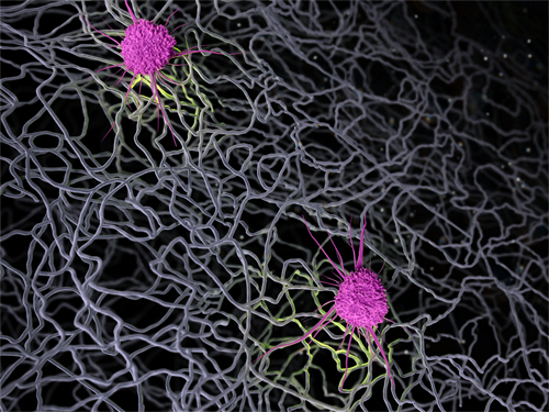 A medical illustration depicts two dendritic cells anchored to extracellular matrix