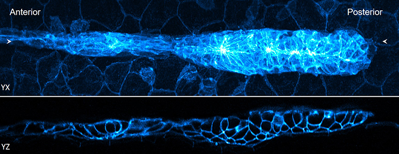 Two long images of a zebrafish embryo with the edges of the cells glowing blue.