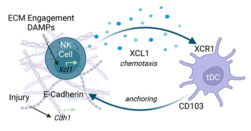 A diagram depicts an NK cell on the left side, surrounded by strands of ECM, and a DC on the right. Text om the left denoted engagement between the NK cell and DAMPs. An arrow points from the NK cell to the DC with a label reading XCL1 chemotaxis. Another arrow, with a label that reads anchoring, points from the DC to a label in the ECM that reads E-Cadherin. 