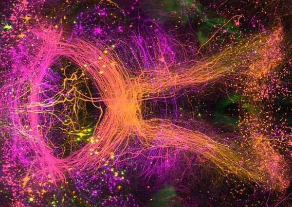 A microscope image from midbrain of an entire intact mouse brain. The image shows a collection of illuminated orange, pink, and purple lines and dots.