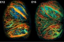 Photoacoustic imaging of the developing mouse placenta