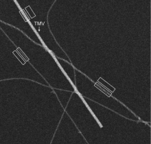 Dark-field scanning transmission electron microscopy of unstained fibrils of the arctic mutation of Alzheimer’s amyloid beta peptide, with co-deposited tobacco mosaic virus as a mass calibration standard.  The mass measurements showed that the fibrils contained two or four beta sheets 