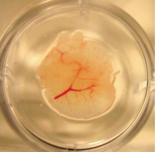 A small yellow organ with blood vessels in a petri dish