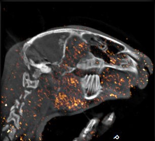 combined PET and CT image using imaging agent in rabbit head