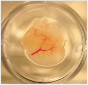 engineered liver cells with vasculature in a dish