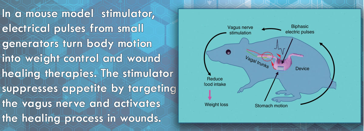 diagram of mouse with a close up view of the vagus nerve