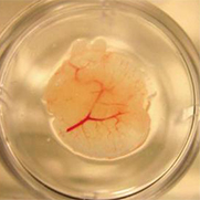 engineered liver cells with vasculature in a dish