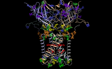 Molecural Probes