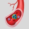 blood vessel with circulating trophoblast cluster
