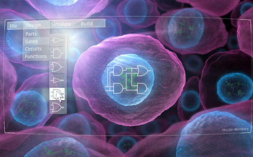 Bioengineers design genetic circuits that program human cells to perform new and useful functions.