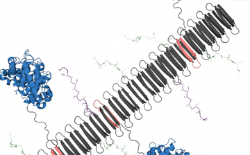 Graphic of a peptide nanofiber