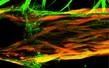 A human neuromuscular junction model, where motor neurons (green) innervate a skeletal muscle tissue (red).