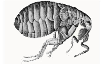 Hooke's illustration of a flea