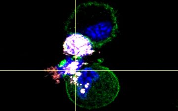 Fluorescence microscopy image of natural killer cells attacking cancer cells