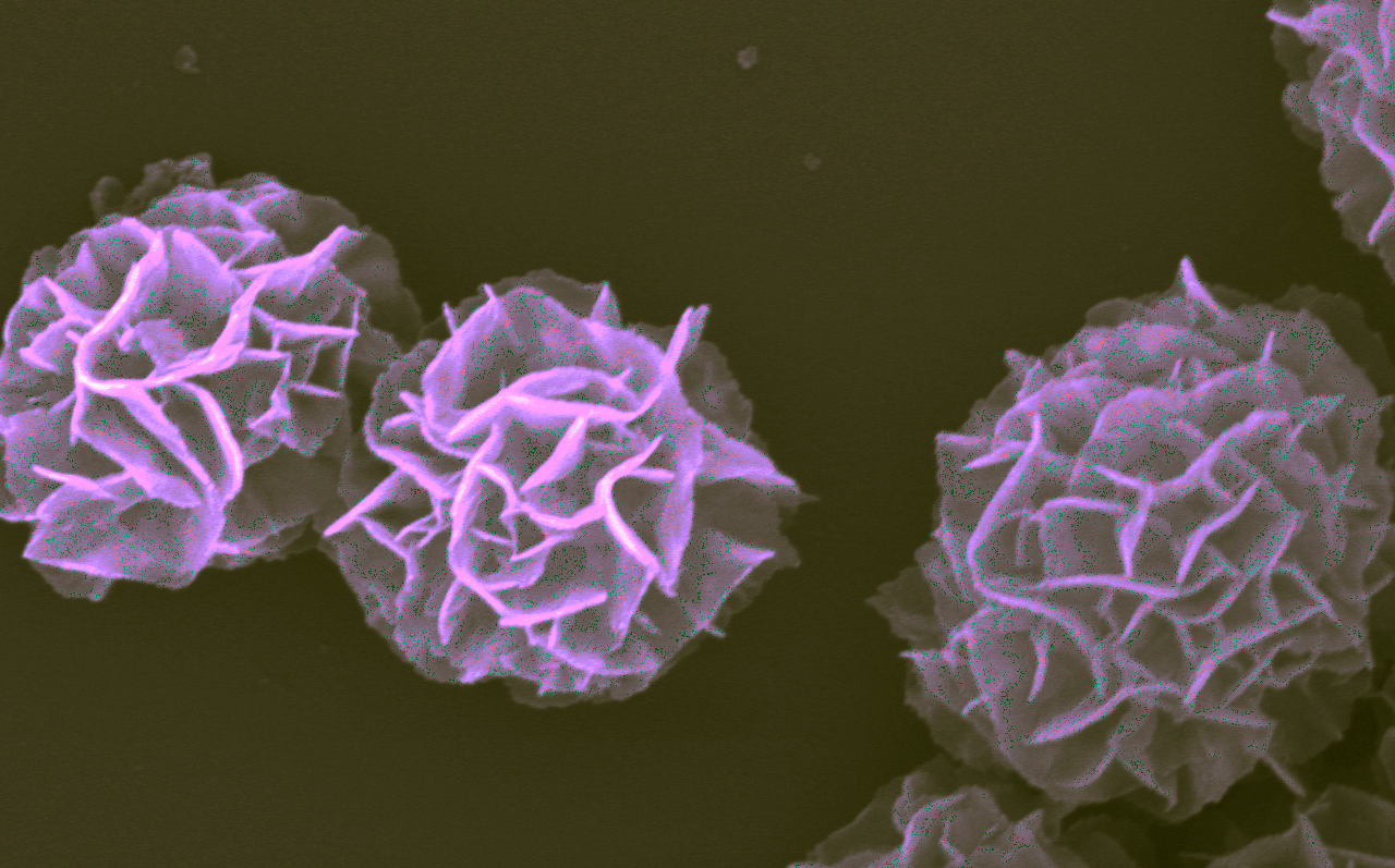 image of nanovaccine complexes showing flower-like structure