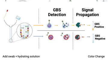 A diagram of how the GBS test works