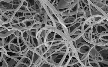 A gray microscopic image of strands