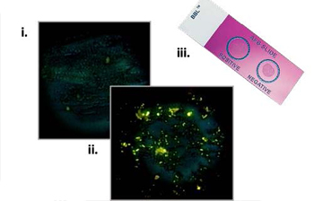 A diagram of the slide and two black squares, one with bright green glowing dots