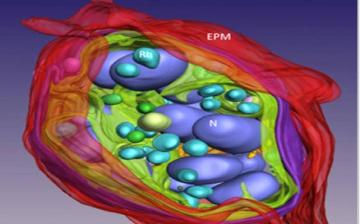 Cellular Imaging and Macromolecular Biophysics (LCIMB) Cellular Imaging and Macromolecular Biophysics (LCIMB)