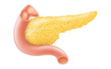 illustration of pancreas