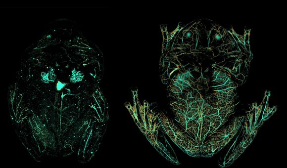 Photoacoustic imaging of the glassfrog