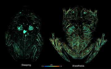 Photoacoustic microscopy images that show the circulating red blood cells within a glassfrog while asleep and under anesthesia 