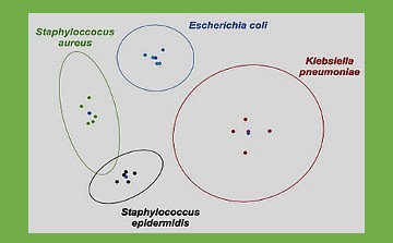 Identifying different types of bacteria