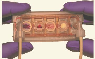An interconnected tissue chip system, held between two gloved hands