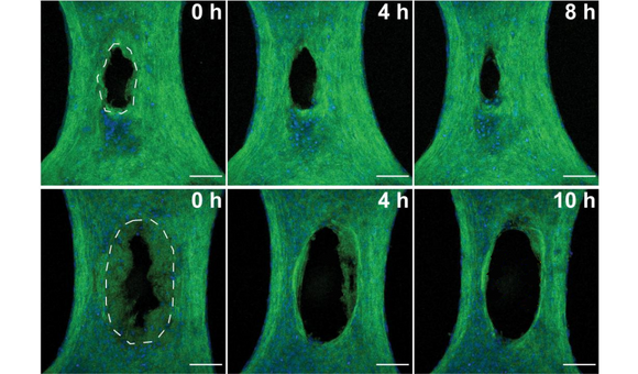 Six microscopic images show two injured microtissues over time. The top row depicts a knife wound immediately after the injury was created, and then at 4 and 8 hours after. The bottom row shows the laser wound immediately after the injury then the wound 4 and 10 hours after