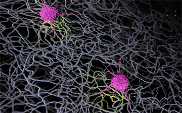A 3D rendering of immune cells attached to extracellular matrix