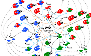 A diagram of blue, red, and green circles