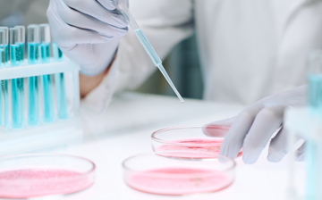 A gloved hand pipetting into a pink petri dish