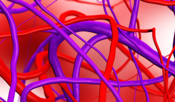 illustration of red blood vessels