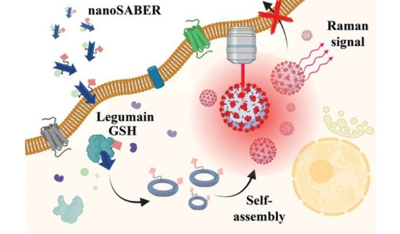 Artistic representation of nanoSABER mechanism of action. The nanoSABER probe enters the cell and interacts with the legumain protein, which cleaves the probe into pieces that self-assemble into a spherical nanoprobe. This nanoprobe emits a signal that can be detected by Raman spectroscopy.