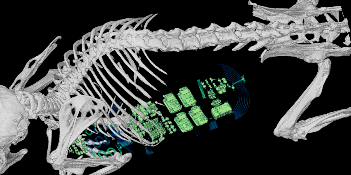 Discreet implantable device could deepen our understanding of behavioral responses Discreet implantable device could deepen our understanding of behavioral responses