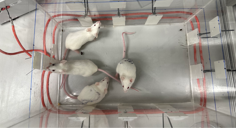A photograph of four mice inside a single mouse enclosure