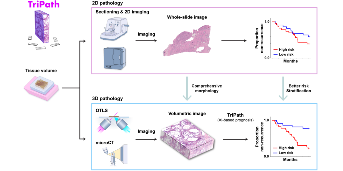 adding another dimension to tissue analysis adding another dimension to tissue analysis