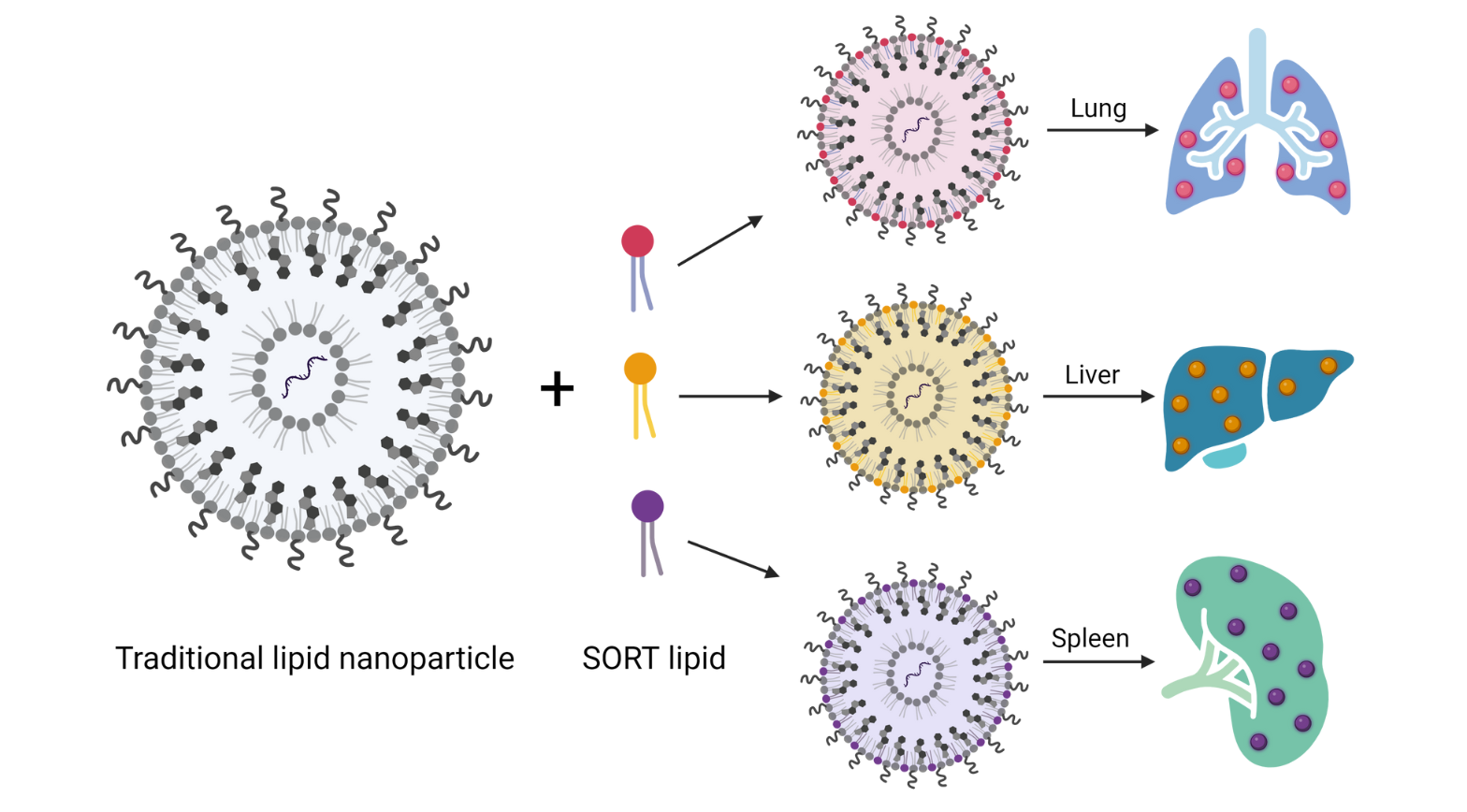 Graphical explainer of how the SORT technology works Graphical explainer of how the SORT technology works