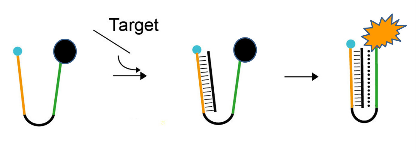 DNA clamp binding to target DNA sequence