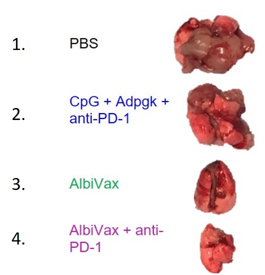 Effects of Albivax vaccines on mouse lung tumors Effects of Albivax vaccines on mouse lung tumors