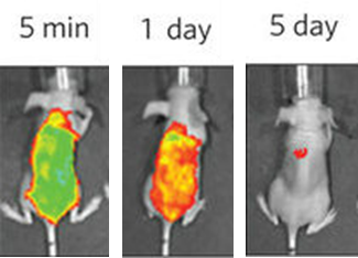 BNPs adhere to mouse skin for a day but exfoliate by day 5.