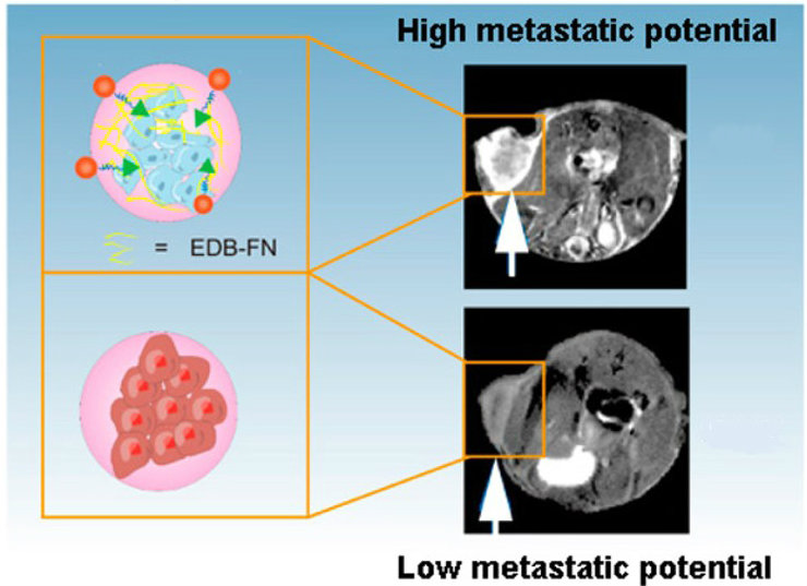 Binding of MRI probe to high metastatic prostate tumor tissue. Binding of MRI probe to high metastatic prostate tumor tissue.