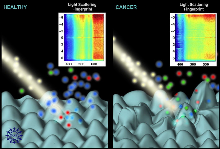 Señales de luz de un tejido permiten a los investigadores detectar cambios sutiles en estructuras celulares que podrían resultar del cáncer. Crédito: Nicolle Rager Fuller, Fundación Nacional de Ciencias