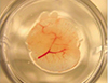 This is an image of a small piece of a tissue engineered liver to be implanted in mice