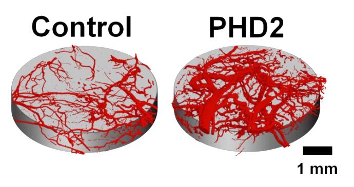 This is an image that shows increased blood vessel volume in mice that received Duvall's scaffold