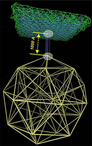 Internal structure of the platelet cytoskeleton and formation of the filopodia upon activation Internal structure of the platelet cytoskeleton and formation of the filopodia upon activation